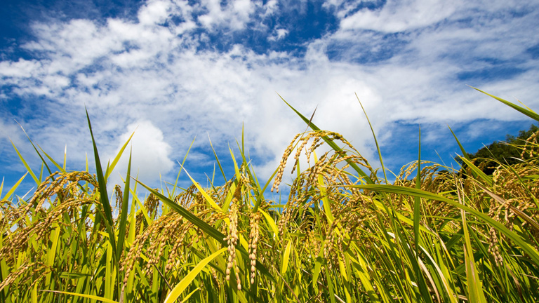 農業の工業化への加上